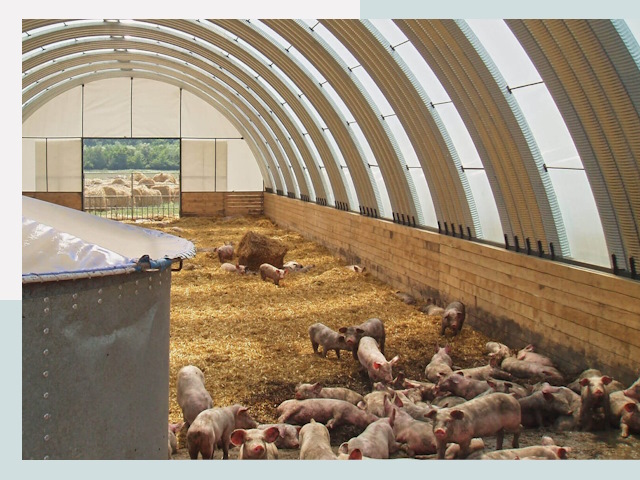 Строительство свинарников в Заволжье